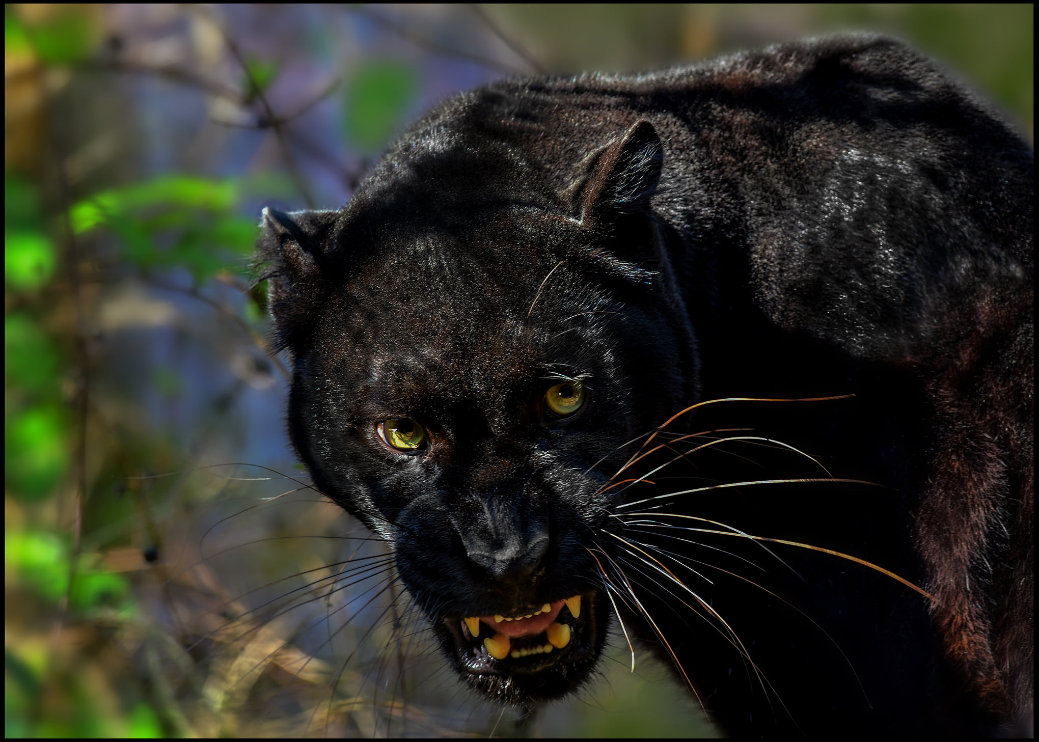 Why Are Black Leopards So Rare? Science