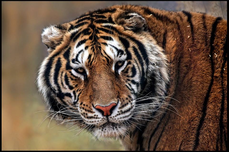 Orange Bengal Tiger - Creation Kingdom Zoo