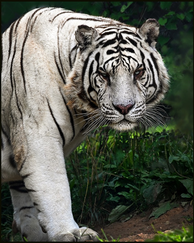 White Bengal Tiger - Creation Kingdom Zoo