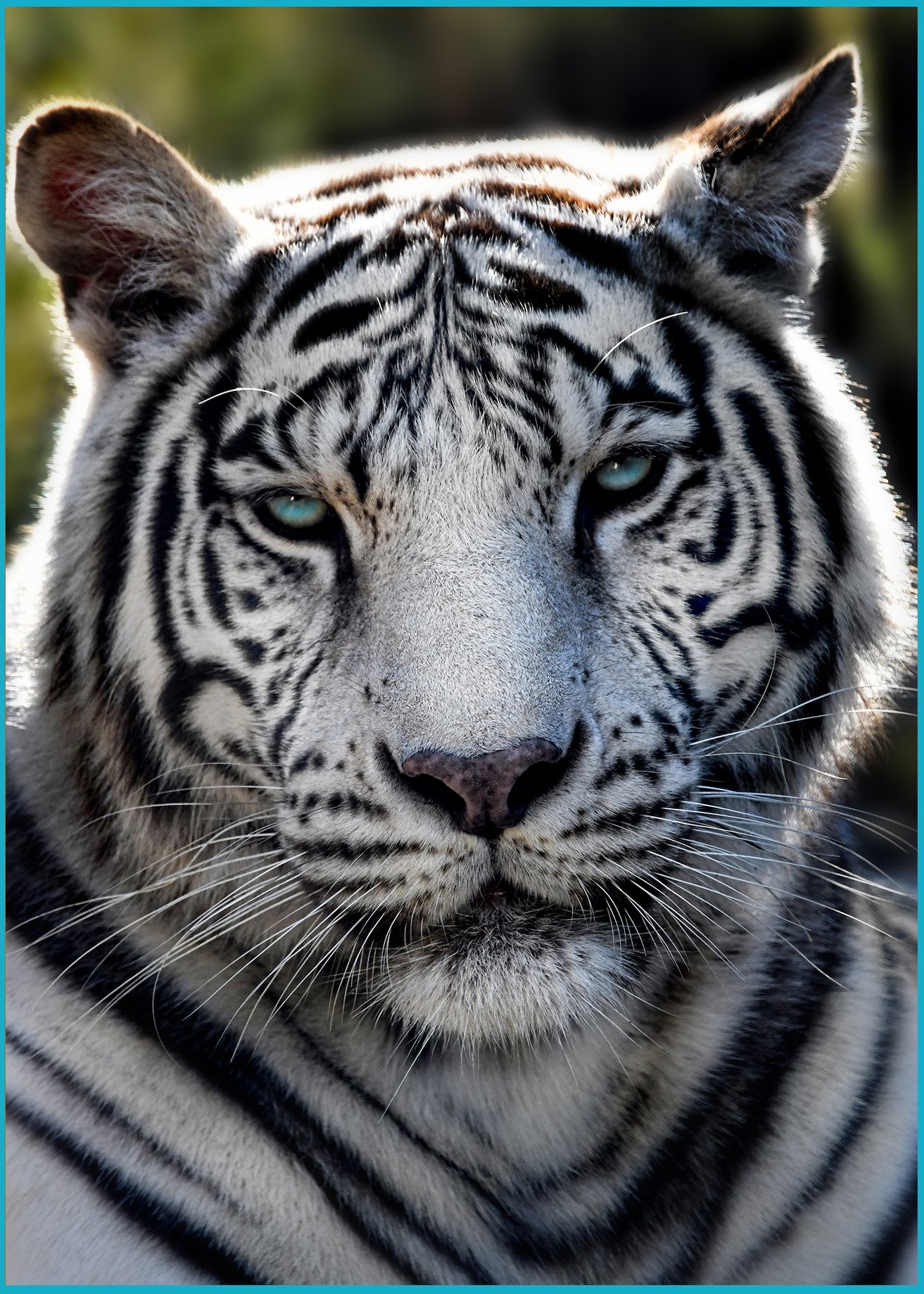 White Bengal Tiger - Creation Kingdom Zoo